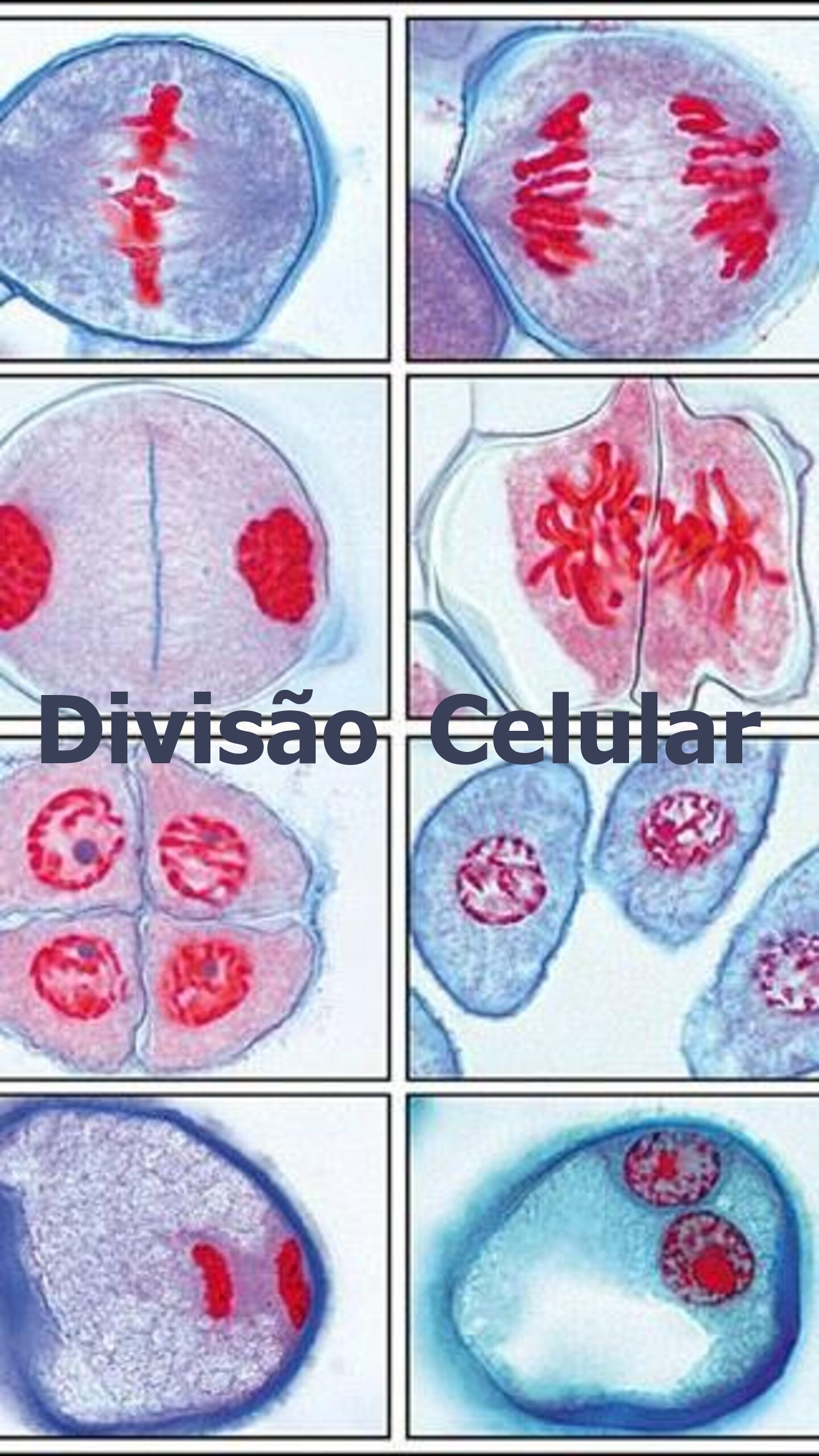 Testes de divisão celular (5/5)