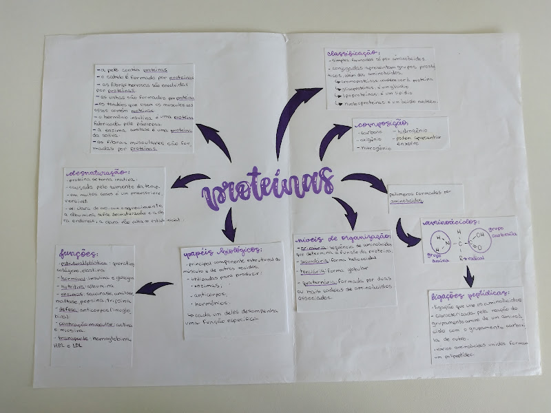 mapa mental proteínas biologia – Res Academy