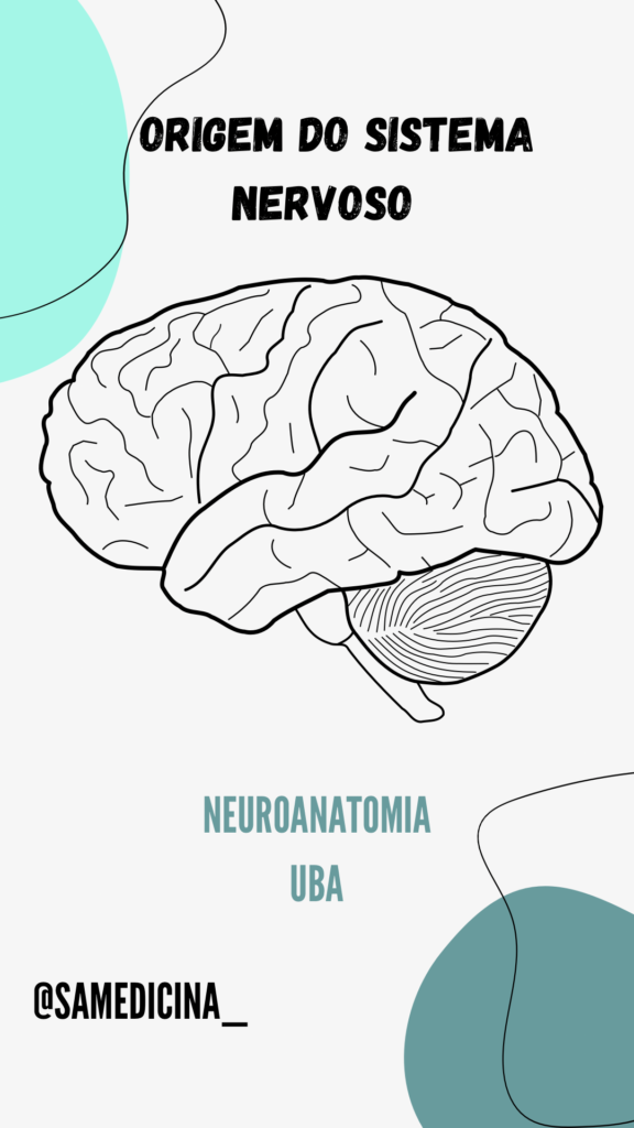 Origem Do Sistema Nervoso Res Academy