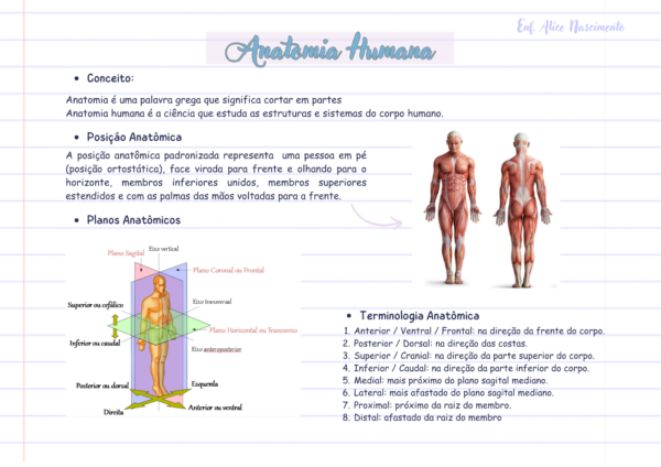 Resumo Anatomia Humana
