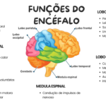 Mapa mental da função do encéfalo