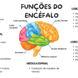 Mapa mental da função do encéfalo