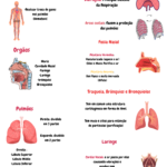 Anterior Imagem Do Produto